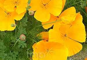 Garden Flower: Californian Poppy