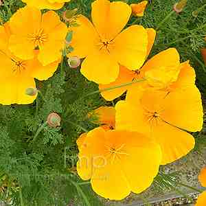 Garden Flower: Californian Poppy