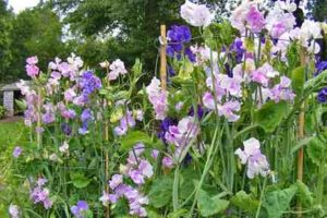 Garden Flower: Sweet Pea