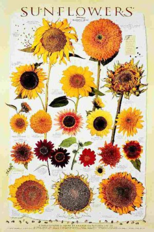 Garden Flower: Sunflowers
