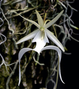 Ghost orchid