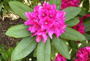 The Evil Rhododendrons