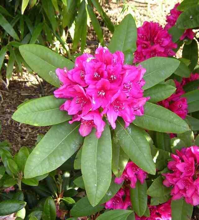 The Evil Rhododendrons