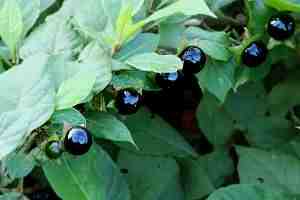 can deadly nightshade kill a dog