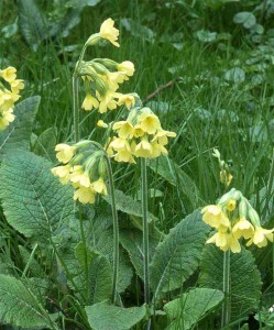 Wildflowers of East Anglia