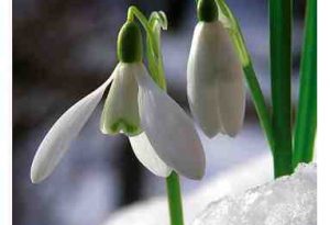 Garden Flower: Snowdrop