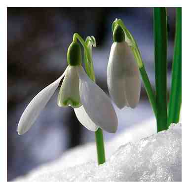 Garden Flower: Snowdrop