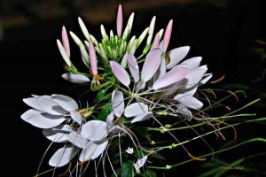 garden flower cleome spinosa