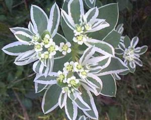 garden flower Euphorbia marginata