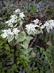 garden flower Euphorbia marginata