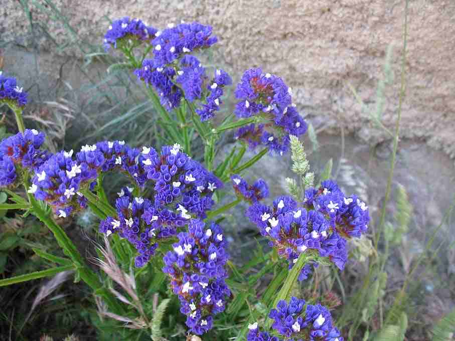 limonium statice