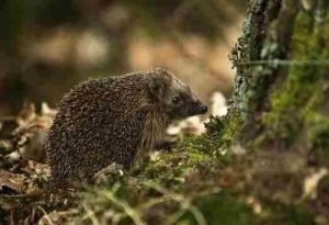 how to attract hedgehogs to your garden