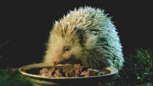 how to attract hedgehogs to your garden
