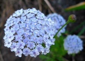 garden flower didiscus blue lace flower