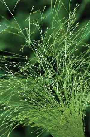 Foliage Filler: Agrostis Nebulosa (Cloud Grass)
