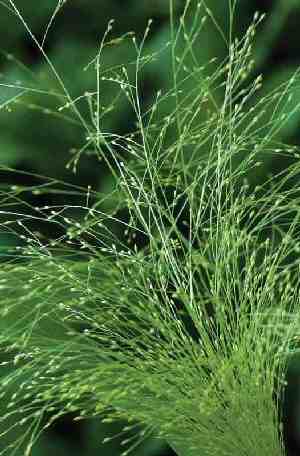 Foliage Filler: Agrostis Nebulosa (Cloud Grass)