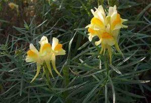 Garden Flower: Linaria (Toadflax)