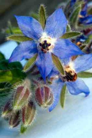 Borage