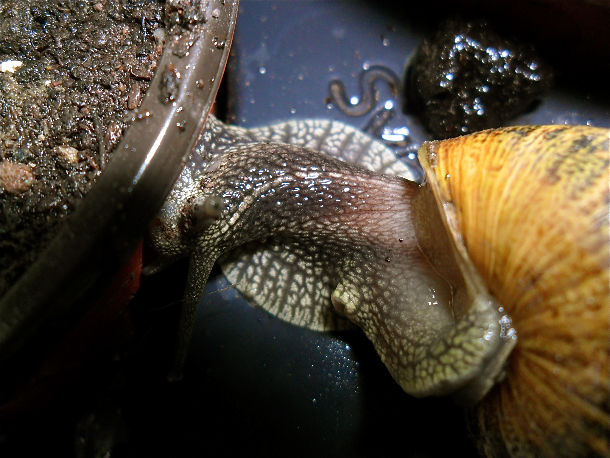 The Snail…Caught At Last…It All Happened So Fast.