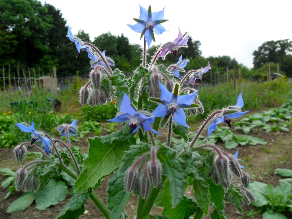 The Edible Flower Garden