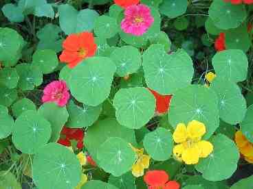 Edible Flowers Nasturtium Higgledy Garden,Lemon Drop Shots Recipe