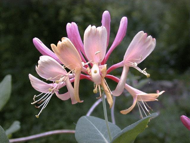 honeysuckle flowers