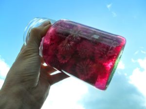 Edible Flowers, Chive Blossom Vinegar (Update)