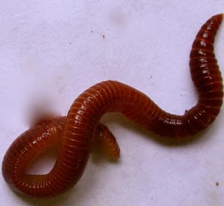 download red worms for sale