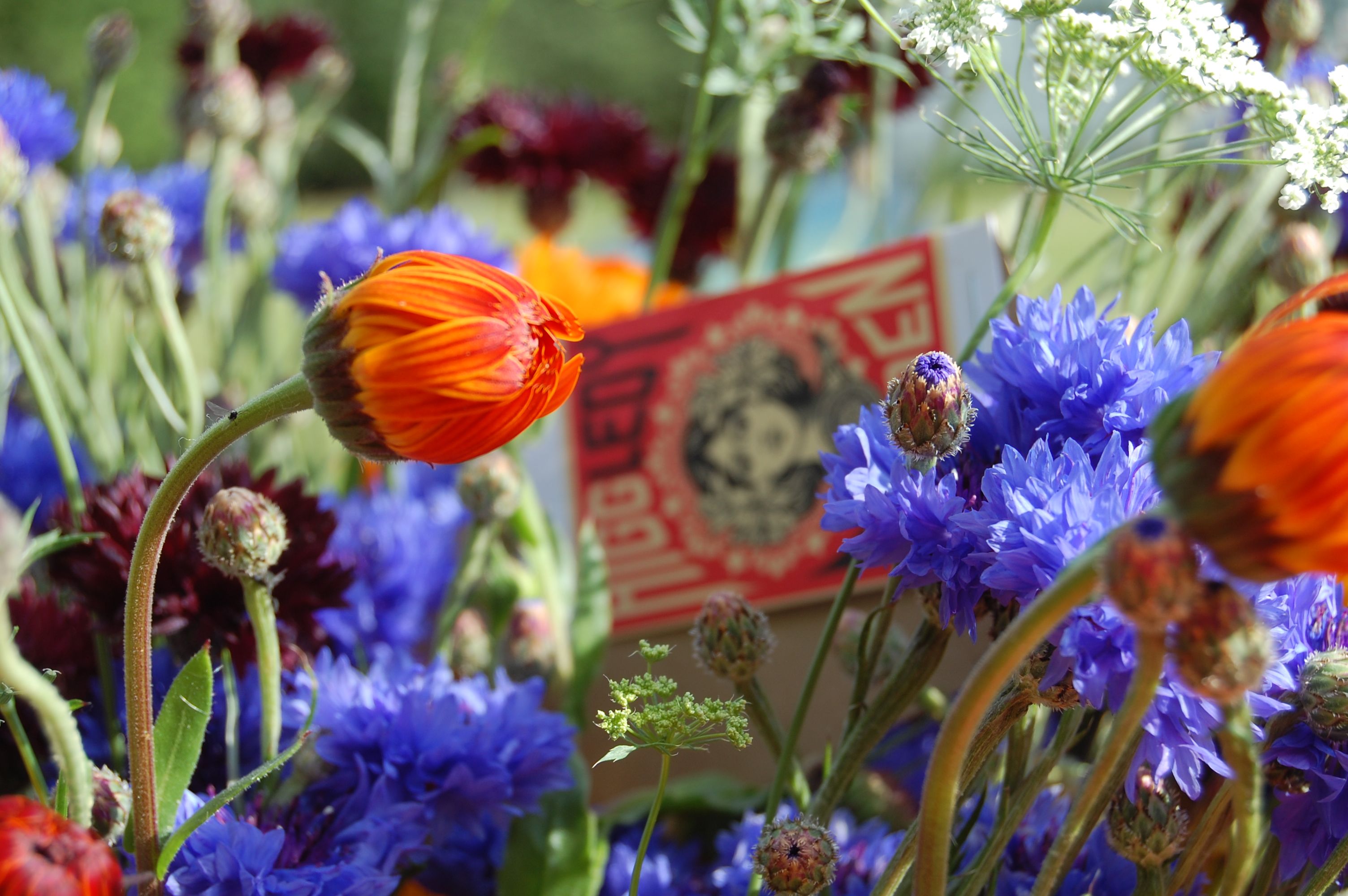 Calendula – Higgledy Garden