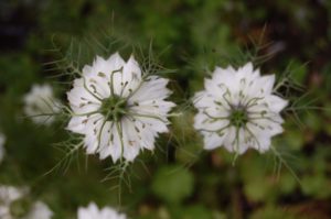 Nigella. Love in the Mist. Lust in the Dust.