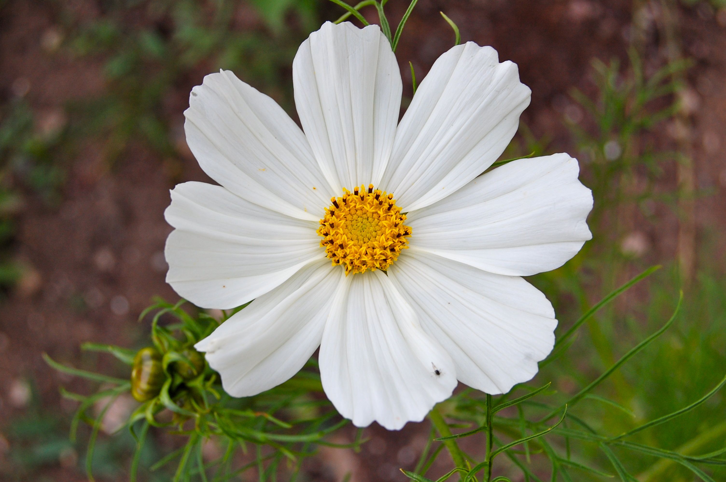 Cosmos Flower – Higgledy Garden