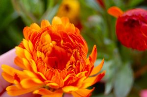 Calendula