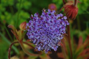 New Arrivals in the Higgledy Garden