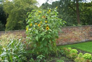 Sunflowers. Guest Article by Cally of Country Gate Gardens.