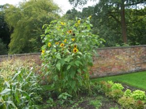 Sunflowers. Guest Article by Cally of Country Gate Gardens.