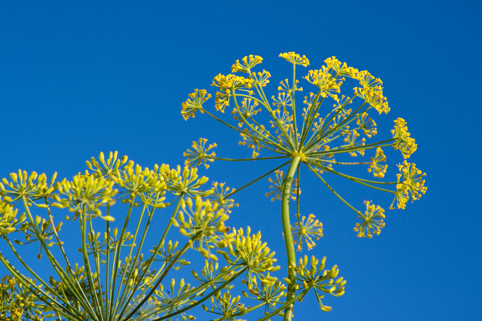 Dill Flower