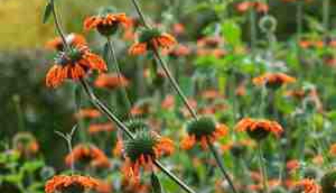 is lion's tail plant poisonous to dogs