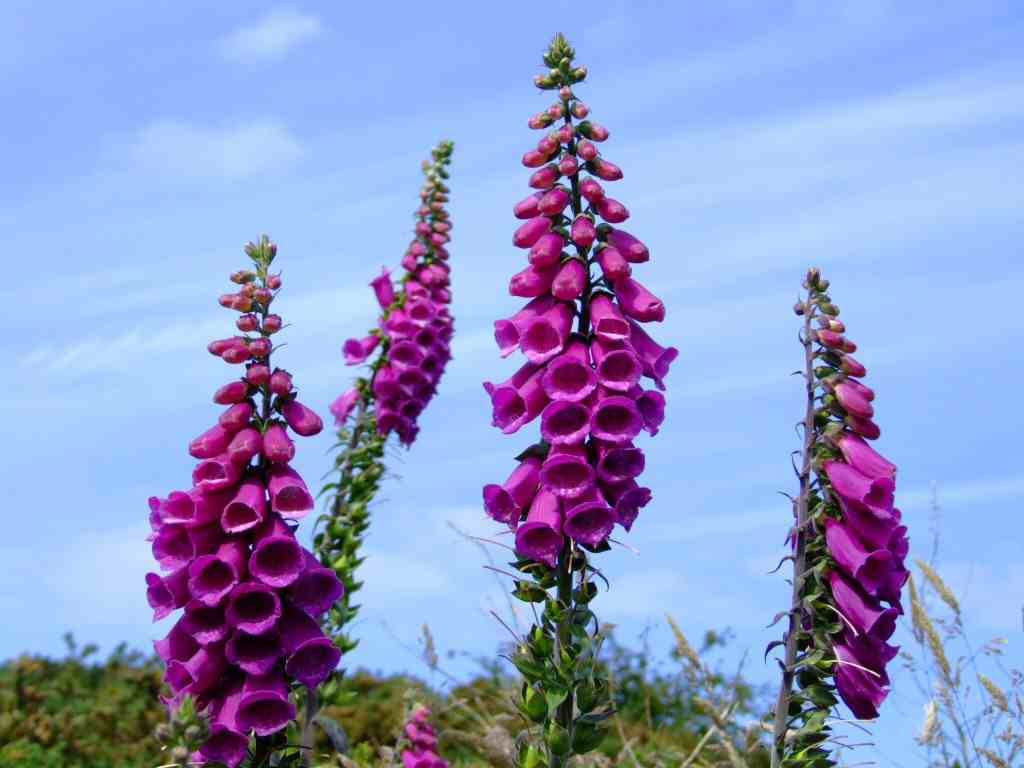 How To Grow Digitalis Purpurea From Seed