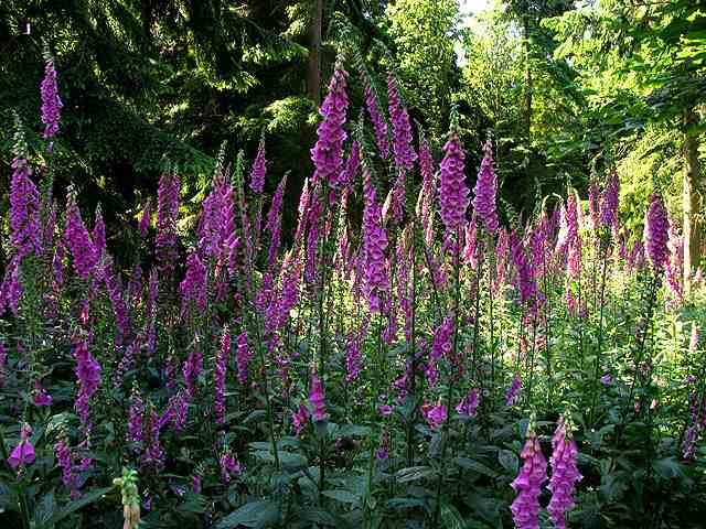 How To Grow Digitalis Purpurea From Seed