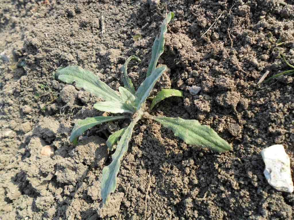 Blue Boy Cornflower Seedling