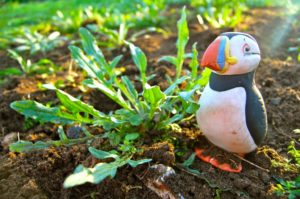 Dirty Puffin Gets Blown Off Course To The Higgledy Garden.