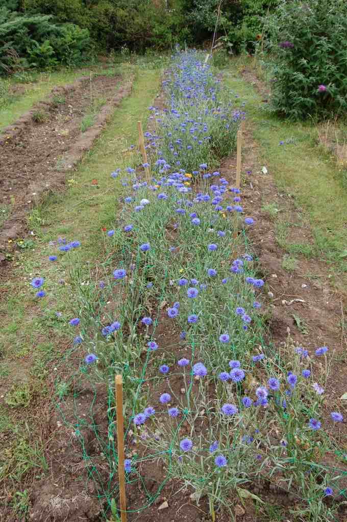 So How Does One Grow These Blue Boy Cornflowers?