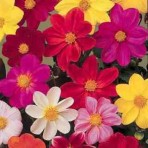 Dahlia. Coltness Mixed.