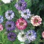 Nigella. Love in the Mist. Persian Jewel Mix.