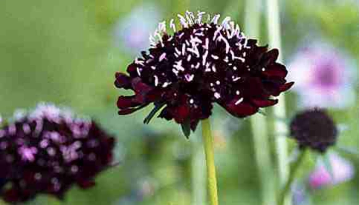Scabiosa Pincushion Flower Higgledy Garden