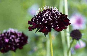 Scabiosa. Pincushion Flower.