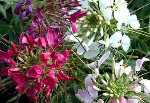 Cleome Spinosa. Spider Plant.