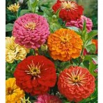 Zinnia. Dahlia Flowered Mix.