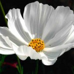 Cosmos. ‘Purity’.