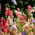 Larkspur. Giant Imperial. Crown Blended Mix.